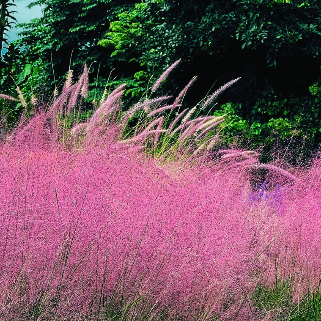 Muhlenbergia capillaris Ruby (zaad) - Prairiegas