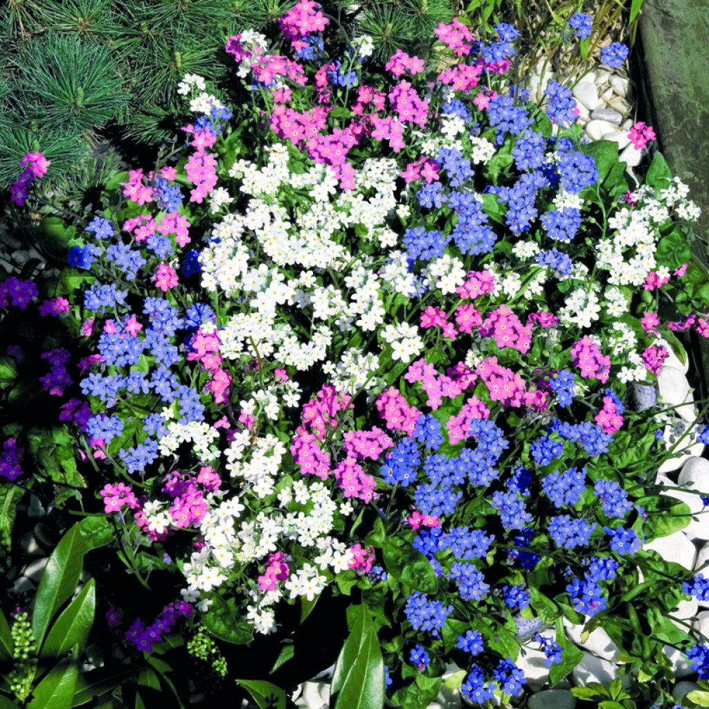 Myosotis sylvatica Sylva Mix (zaad) - Bosvergeet-mij-nietje