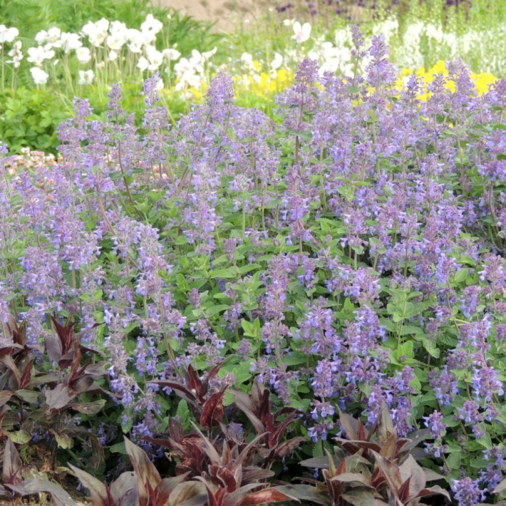 Nepeta racemosa Blauw (zaad) - Kattenkruid