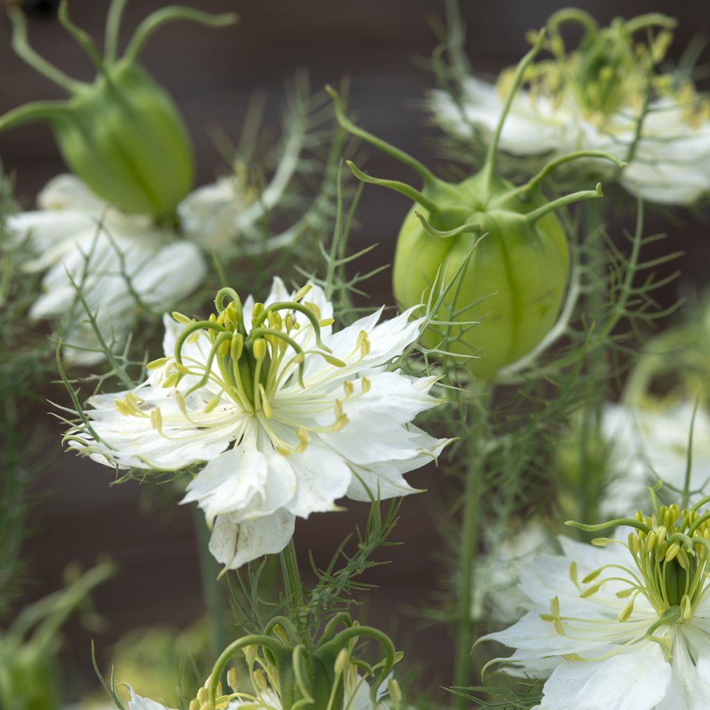 Nigella damascena Wit Groen (zaad) - Juffertje-in-het-groen