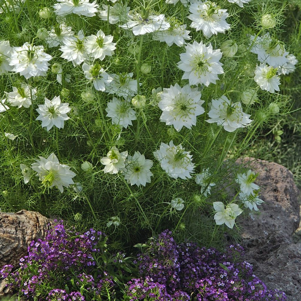 Nigella damascena Wit Groen (zaad) - Juffertje-in-het-groen