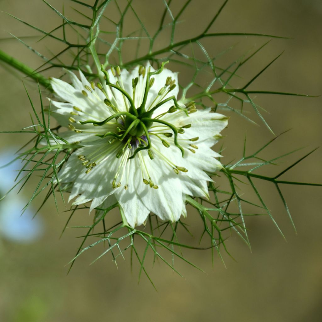 Nigella damascena Green Pod biologisch (zaad) - Juffertje-in-het-groen