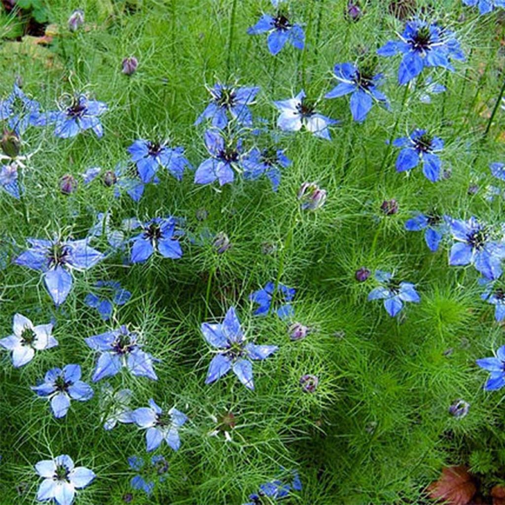Nigella damascena Miss Jekyll Blue (zaad) - Juffertje-in-het-groen