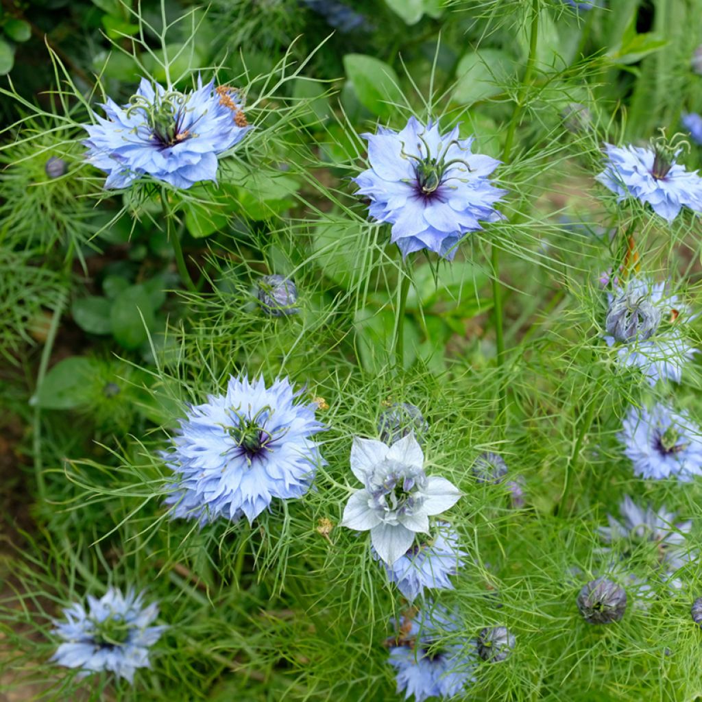 Nigella damascena Miss Jekyll Blue (zaad) - Juffertje-in-het-groen
