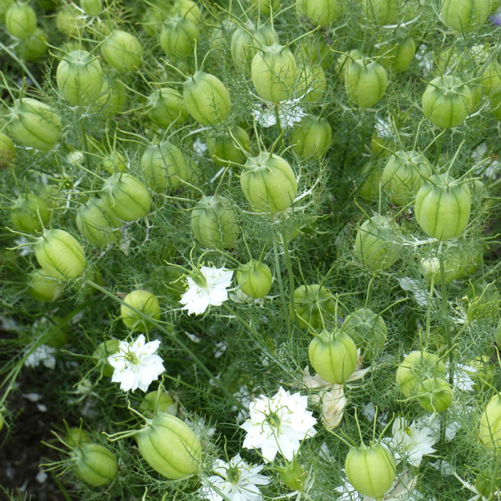 Nigella damascena Mix biologisch (zaad) - Juffertje-in-het-groen