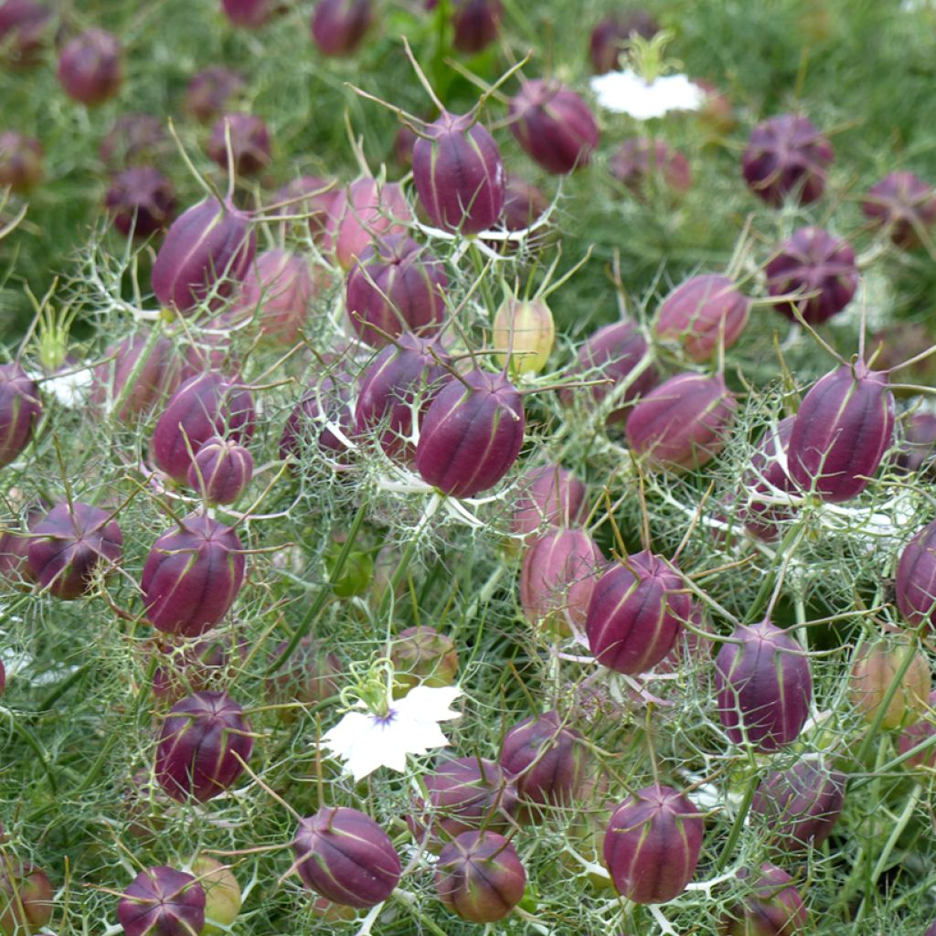 Nigella damascena Wit Rood (zaad) - Juffertje-in-het-groen