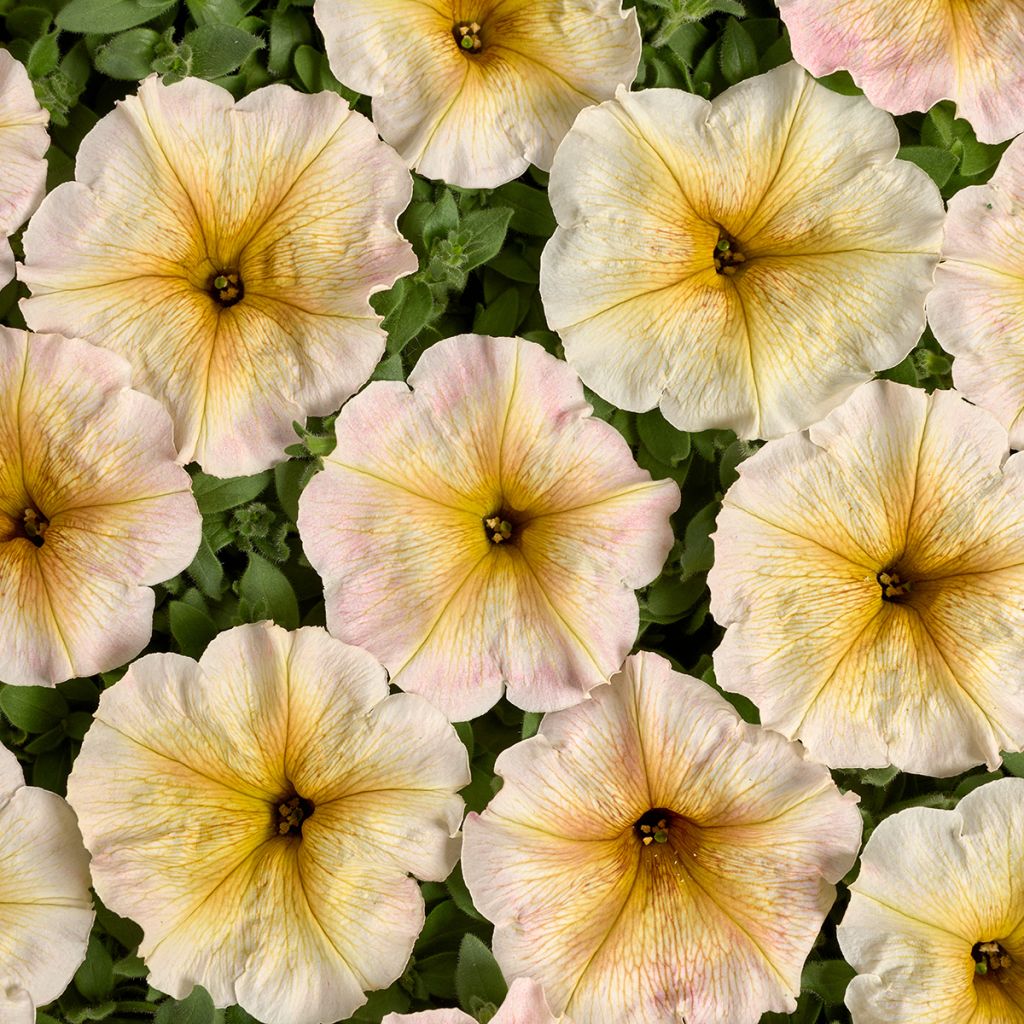 Petunia Ingrid F1 (gecoate zaden) - Hangpetunia