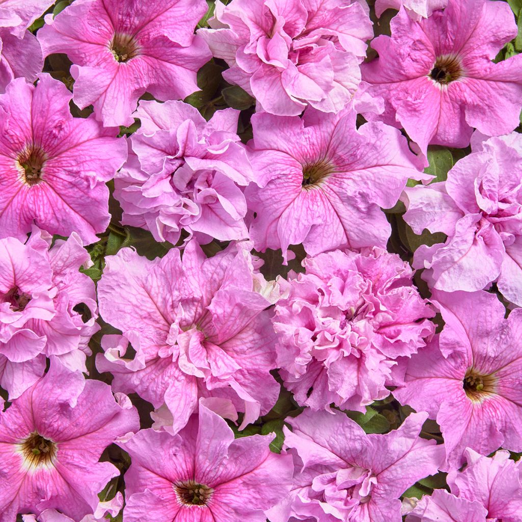 Petunia grandiflora Peace (gecoate zaden) - Hangpetunia