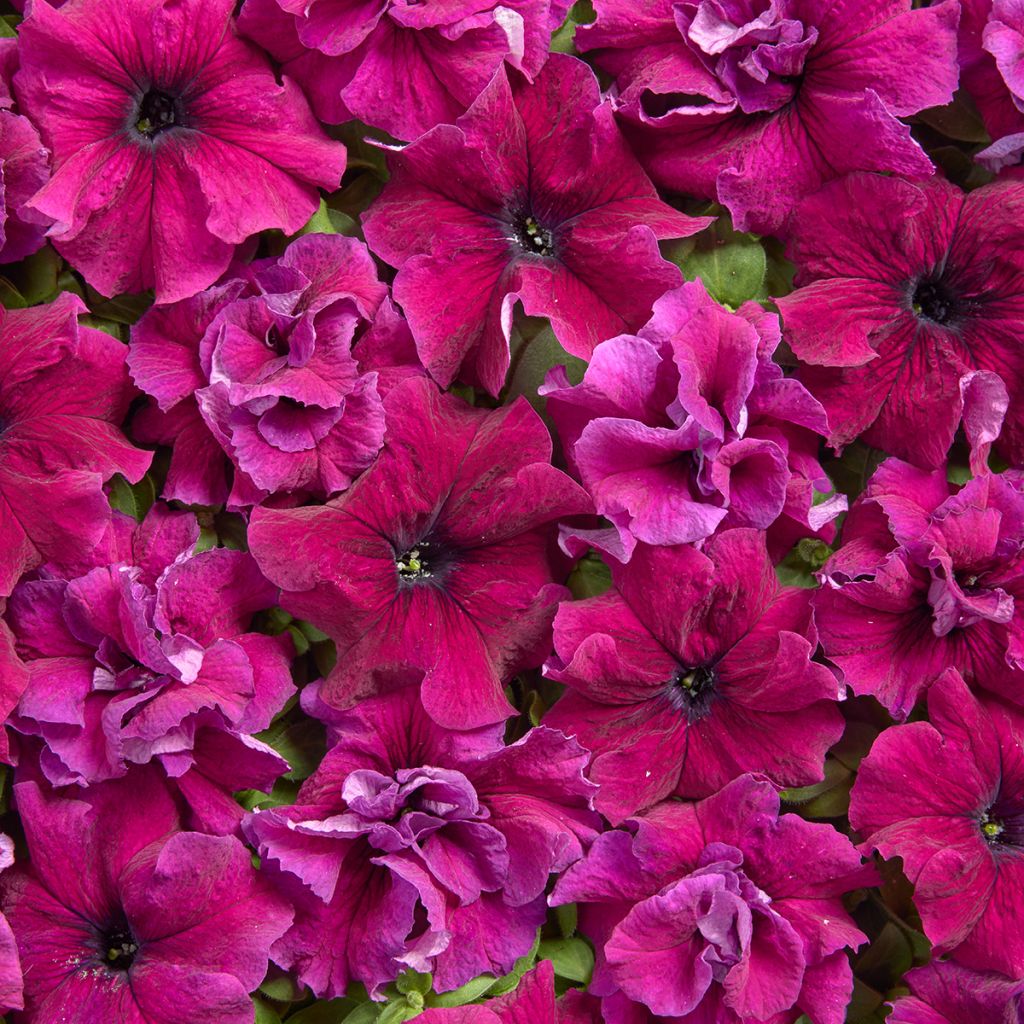 Petunia grandiflora Purple Dwarf (gecoate zaden) - Hangpetunia