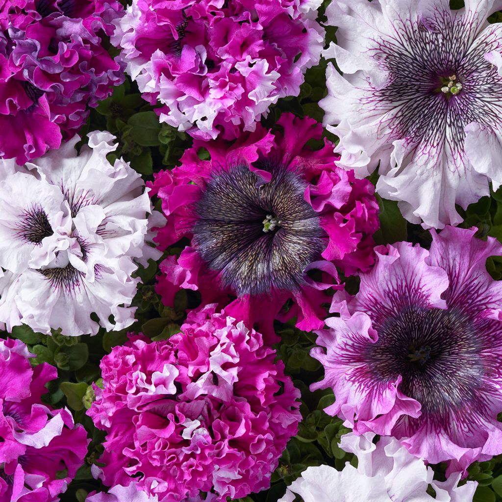 Petunia grandiflora Superbissima Cerny's Triumph (gecoate zaden) - Hangpetunia