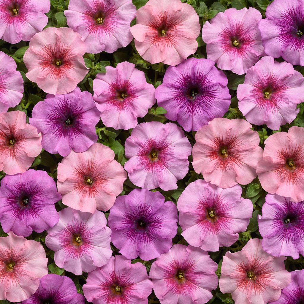 Petunia Eyelash F1 Mix (gecoate zaden) - Hangpetunia