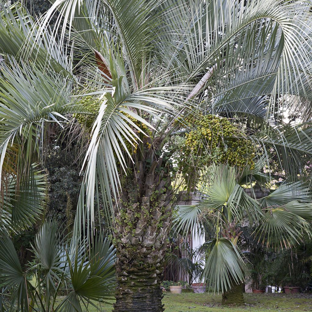 Butia capitata (zaad) - Geleipalm