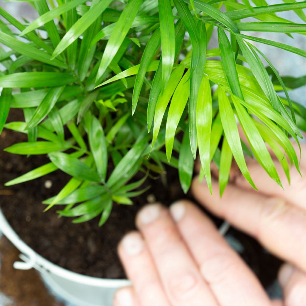 Chamaedorea elegans Collinea (zaad) - Bergpalm