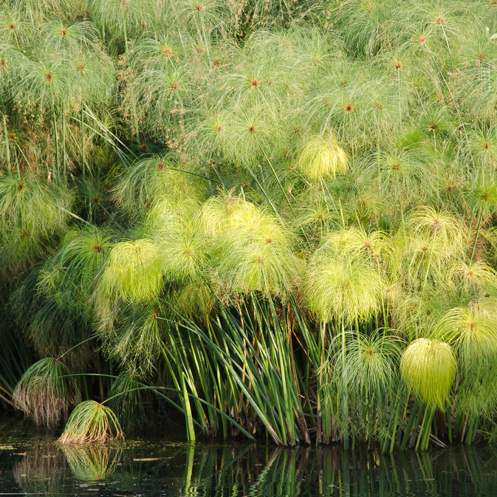 Cyperus papyrus (zaad) - Papyrusplant