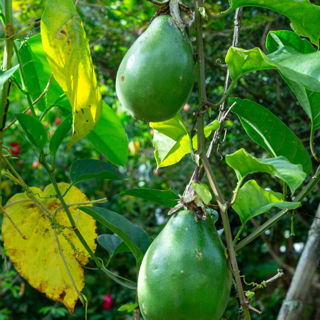 Passiflora quadrangularis (zaad) - Reuzenpassiebloem