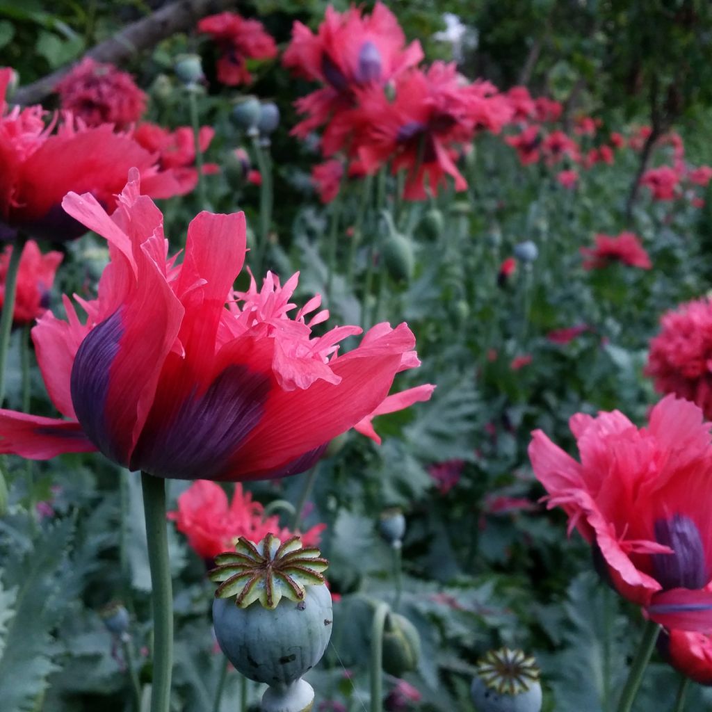 Papaver somniferum Crimson Feathers (zaad) - Eenjarige slaapbol