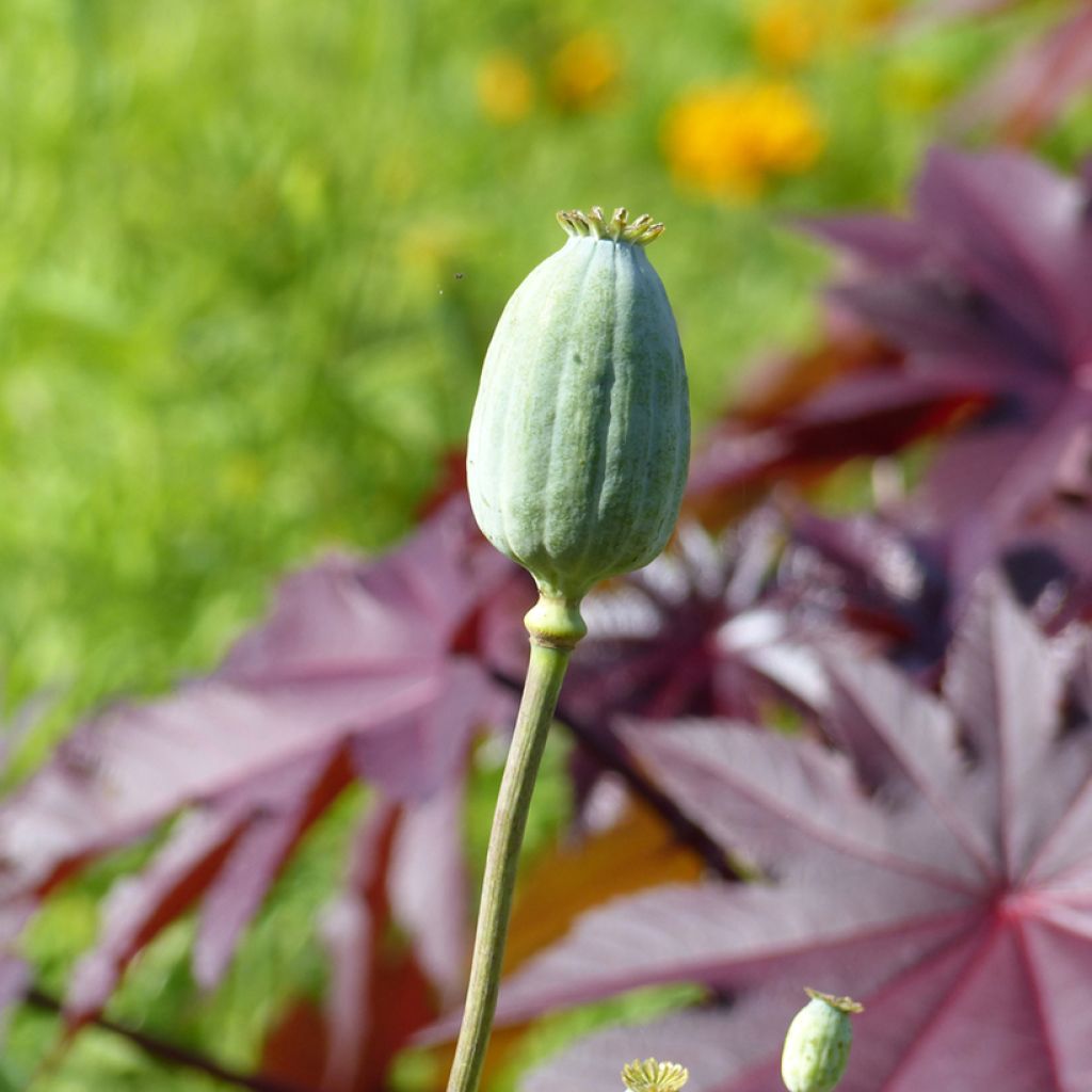 Papaver somniferum Bowling Ball (zaad) - Eenjarige slaapbol