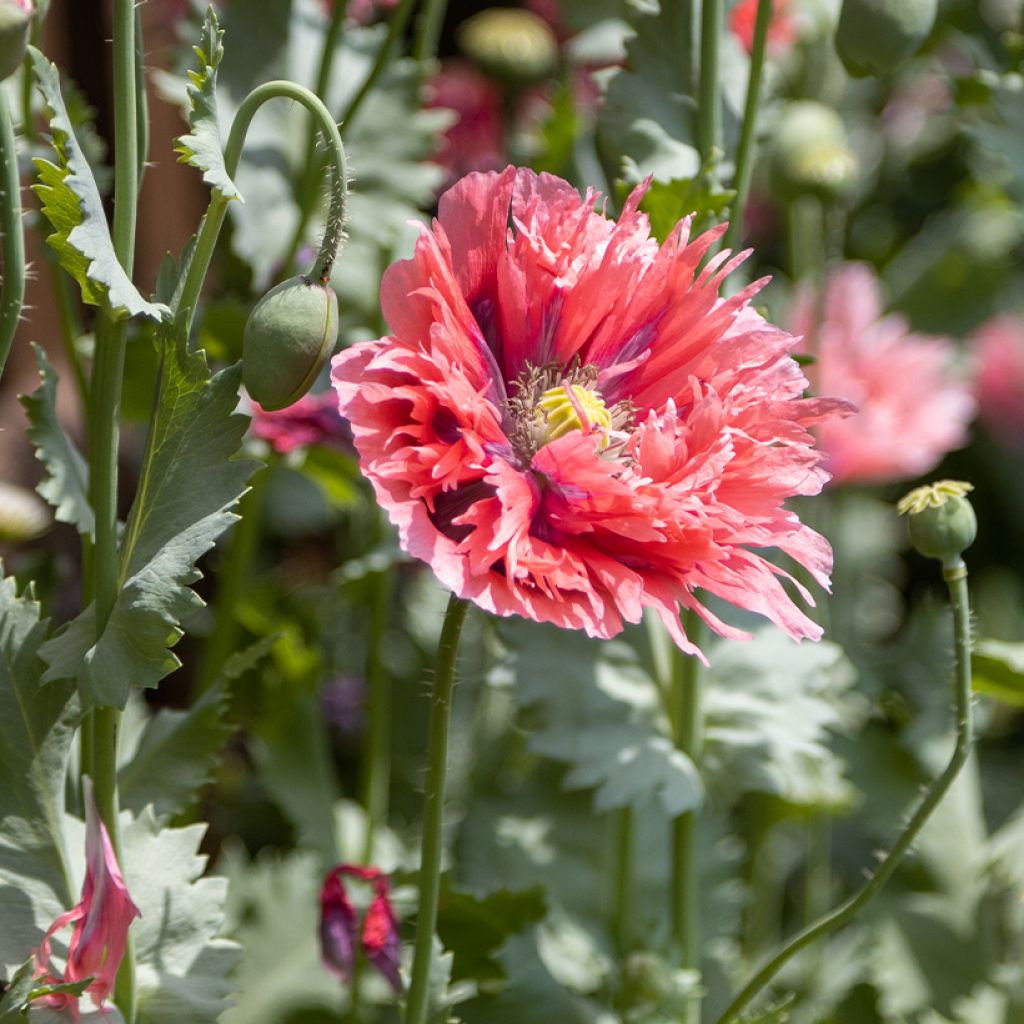 Papaver somniferum Rose Feathers (zaad) - Eenjarige slaapbol