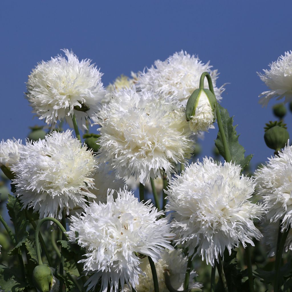 Papaver somniferum White Swan (zaad) - Eenjarige slaapbol