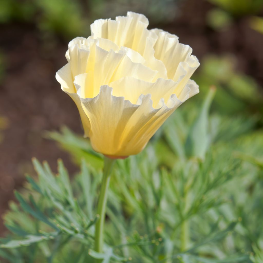 Eschscholzia californica Cream Swirl (zaad) – Slaapmutsje