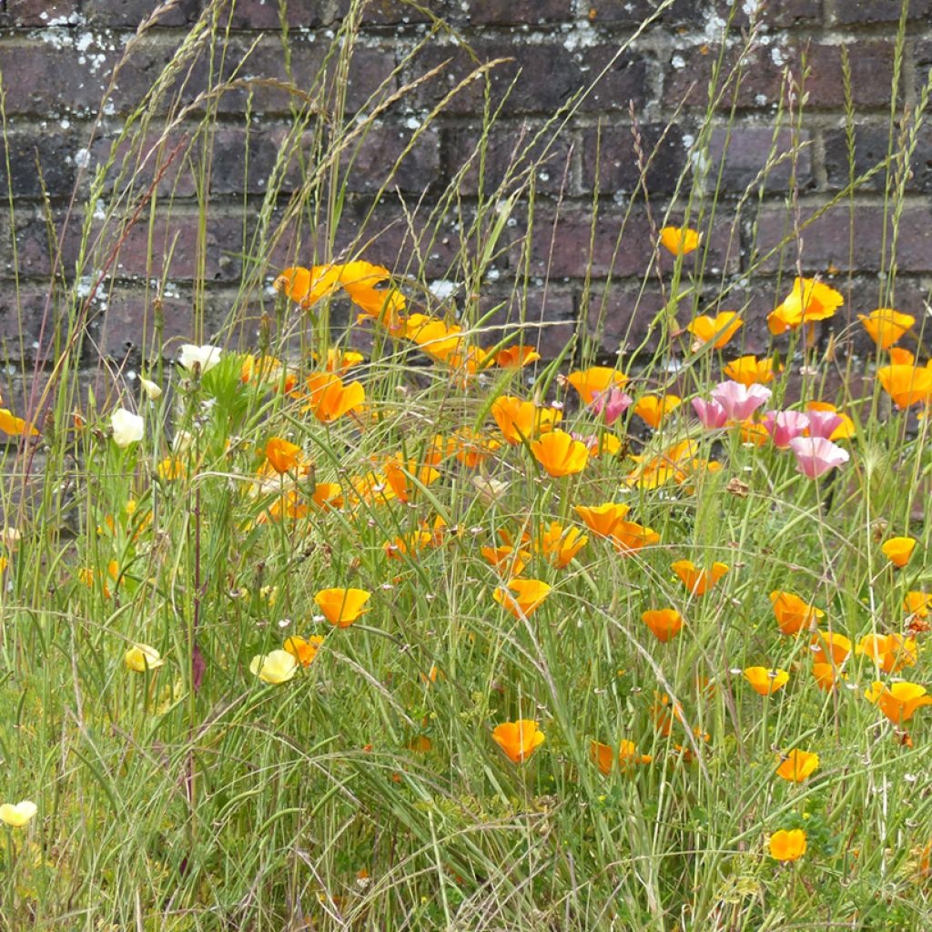 Eschscholzia californica Garden Mix (zaad) – Slaapmutsje