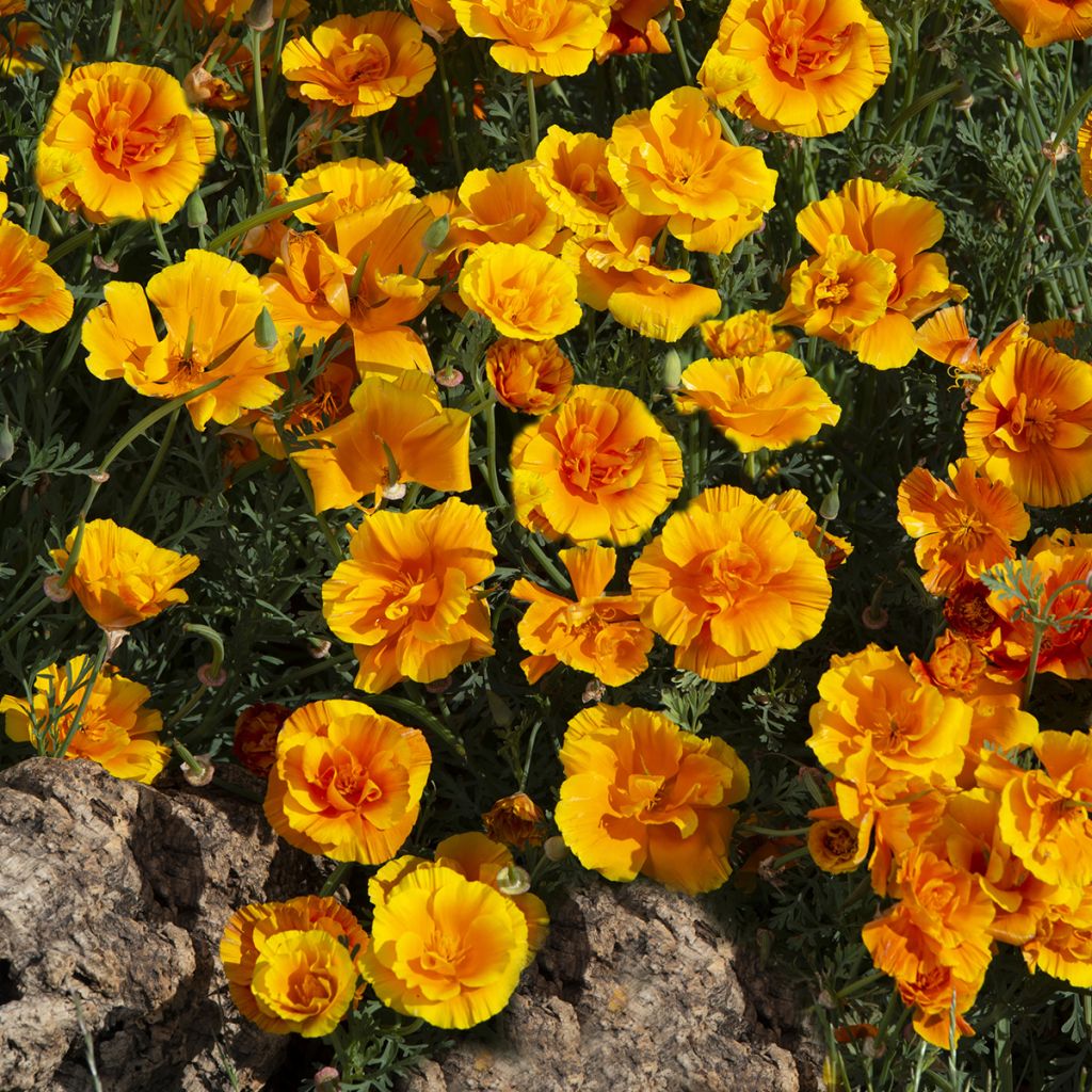 Eschscholzia californica Lady Marmalade (zaad) – Slaapmutsje