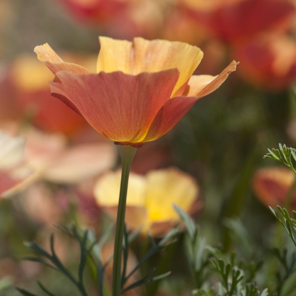 Eschscholzia californica Thai Silk Apricot Chiffon (zaad) – Slaapmutsje