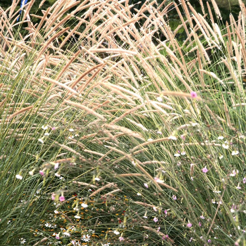 Pennisetum macrourum Tail Feathers (zaad) - Lampenpoetsersgras