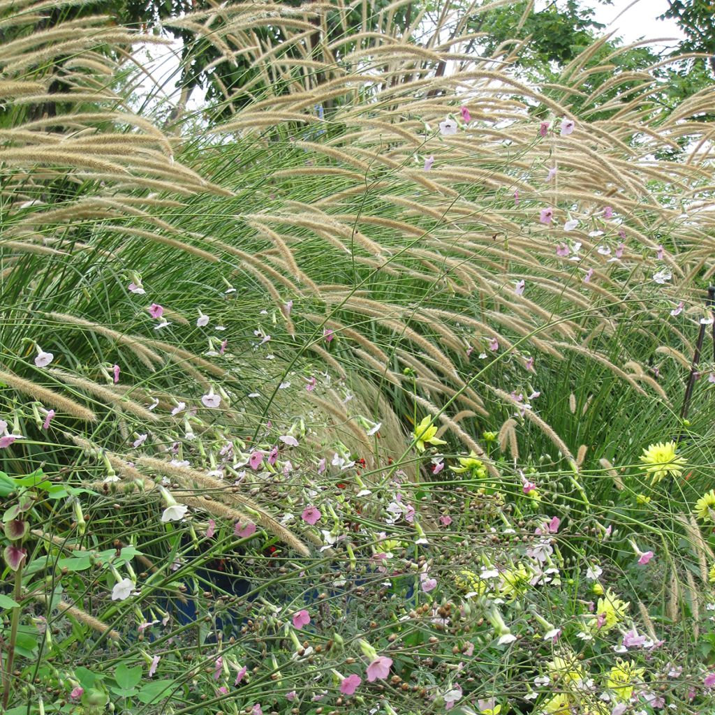 Pennisetum macrourum Tail Feathers (zaad) - Lampenpoetsersgras