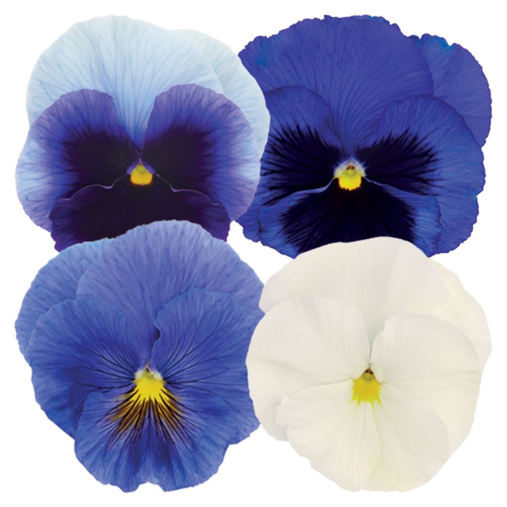 Viola wittrockiana Inspire Plus Summer Skies Mix (zaad) - Grootbloemige viool