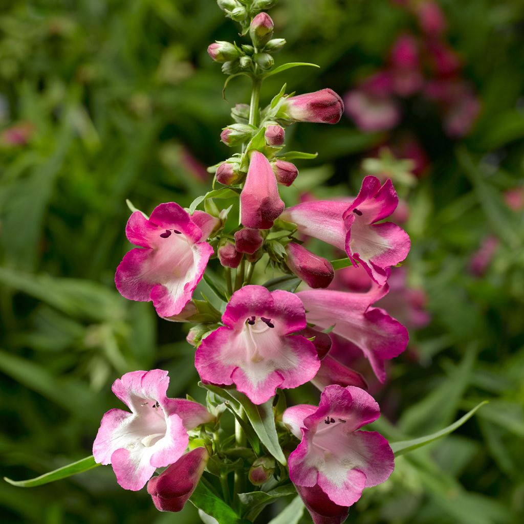 Penstemon hartwegii Arabesque Orchid (zaad) - Slangenkop