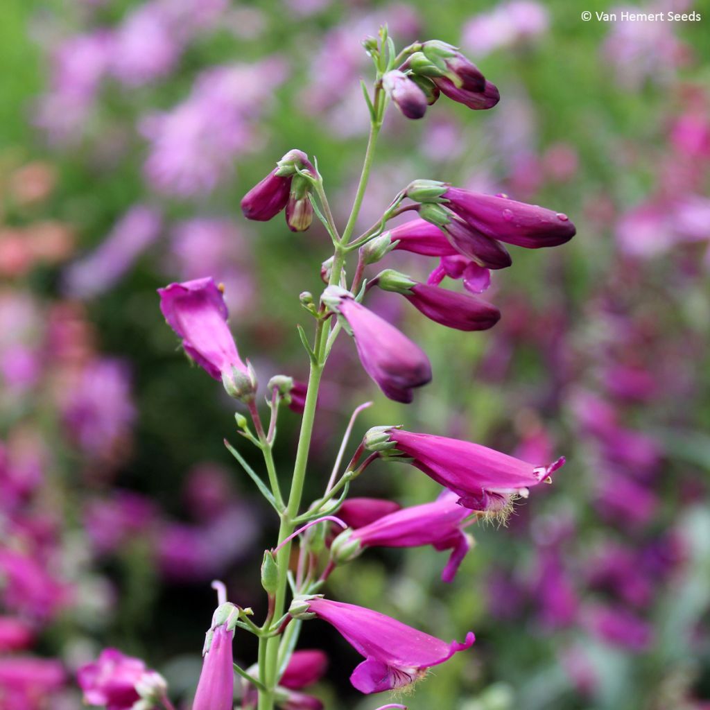 Penstemon barbatus Twizzle Purple (zaad) - Slangenkop
