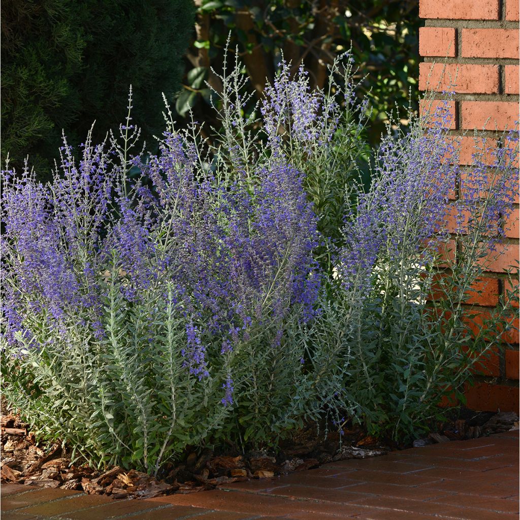 Perovskia atriplicifolia Blue Steel (zaad) - Russische salie