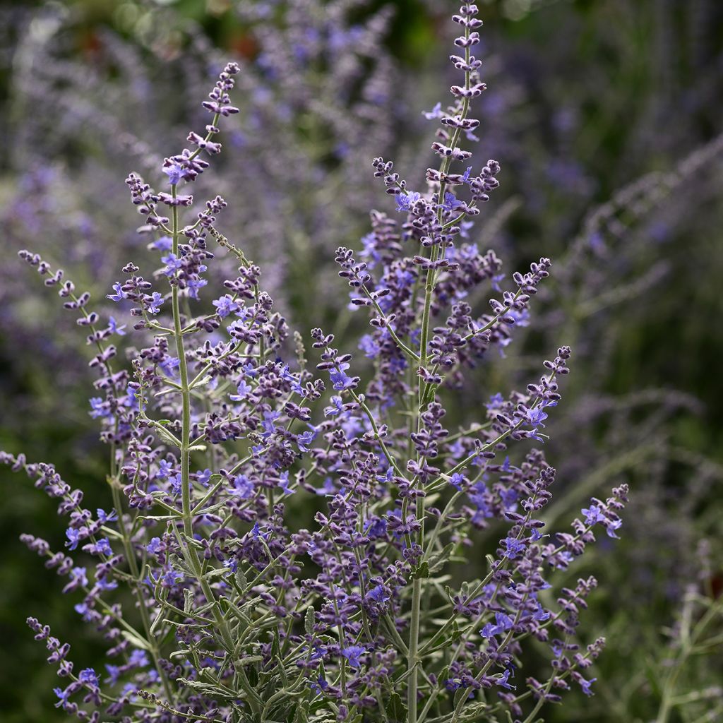 Perovskia atriplicifolia Blue Steel (zaad) - Russische salie