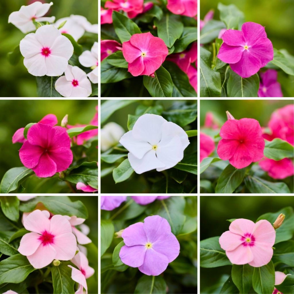 Catharanthus roseus Heatwave Mix (zaad) - Roze maagdenpalm