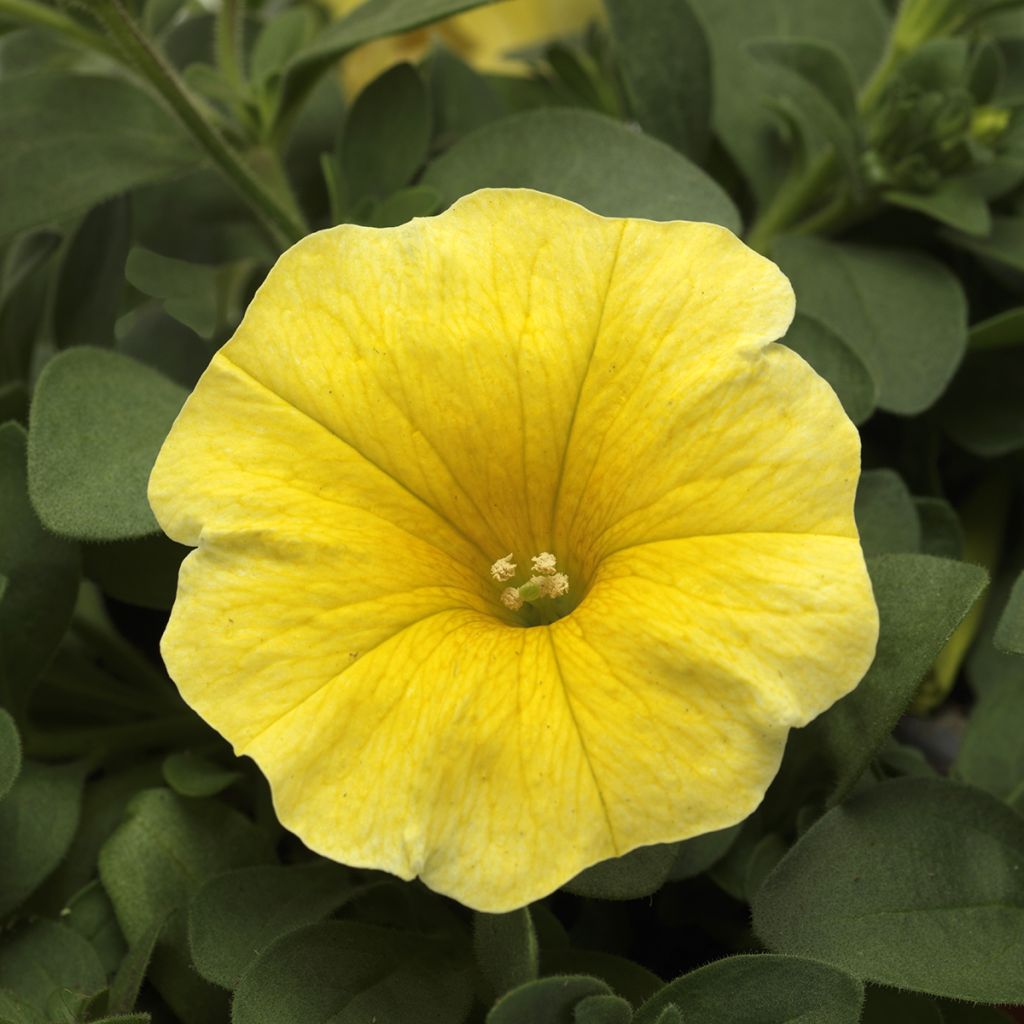 Petchoa Caliburst Yellow (zaad) - Calitunia