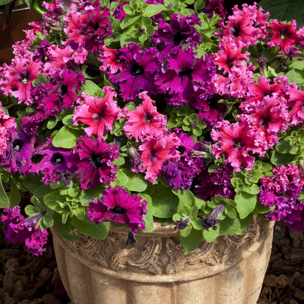 Petunia Espresso Frappé Mix (zaad) - Hangpetunia