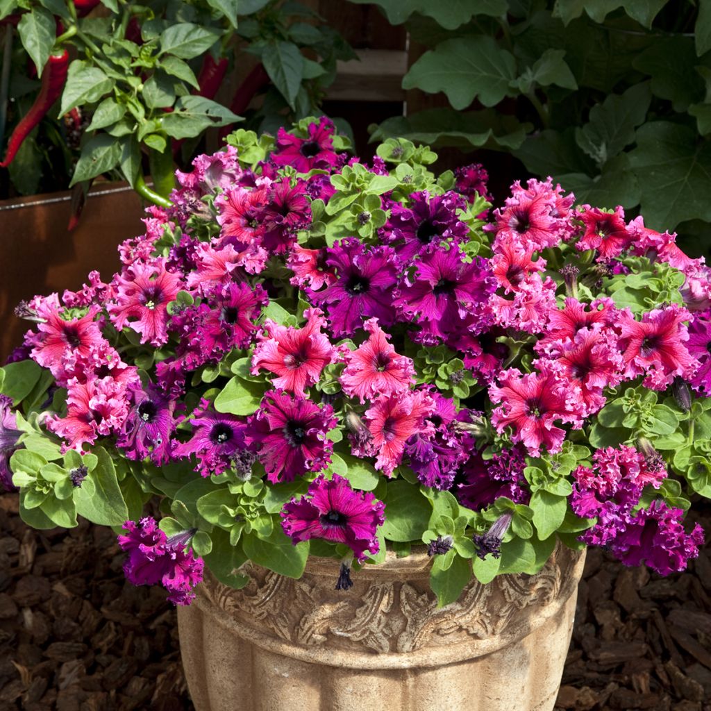 Petunia Espresso Frappé Mix (zaad) - Hangpetunia