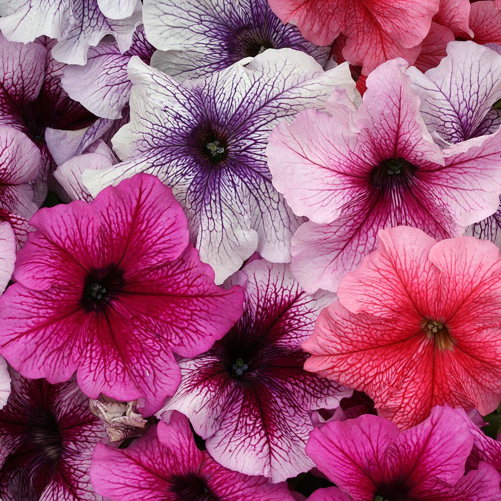 Petunia Prism Sundae Mix (zaad) - Hangpetunia