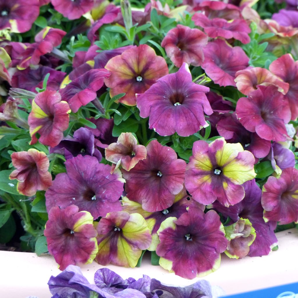 Petunia Shake Raspberry (zaad) - Hangpetunia
