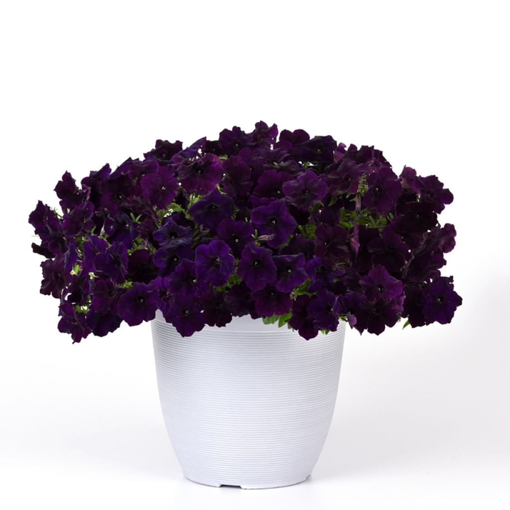 Petunia Easy Wave Navy Velour F1 (zaad) - Hangpetunia