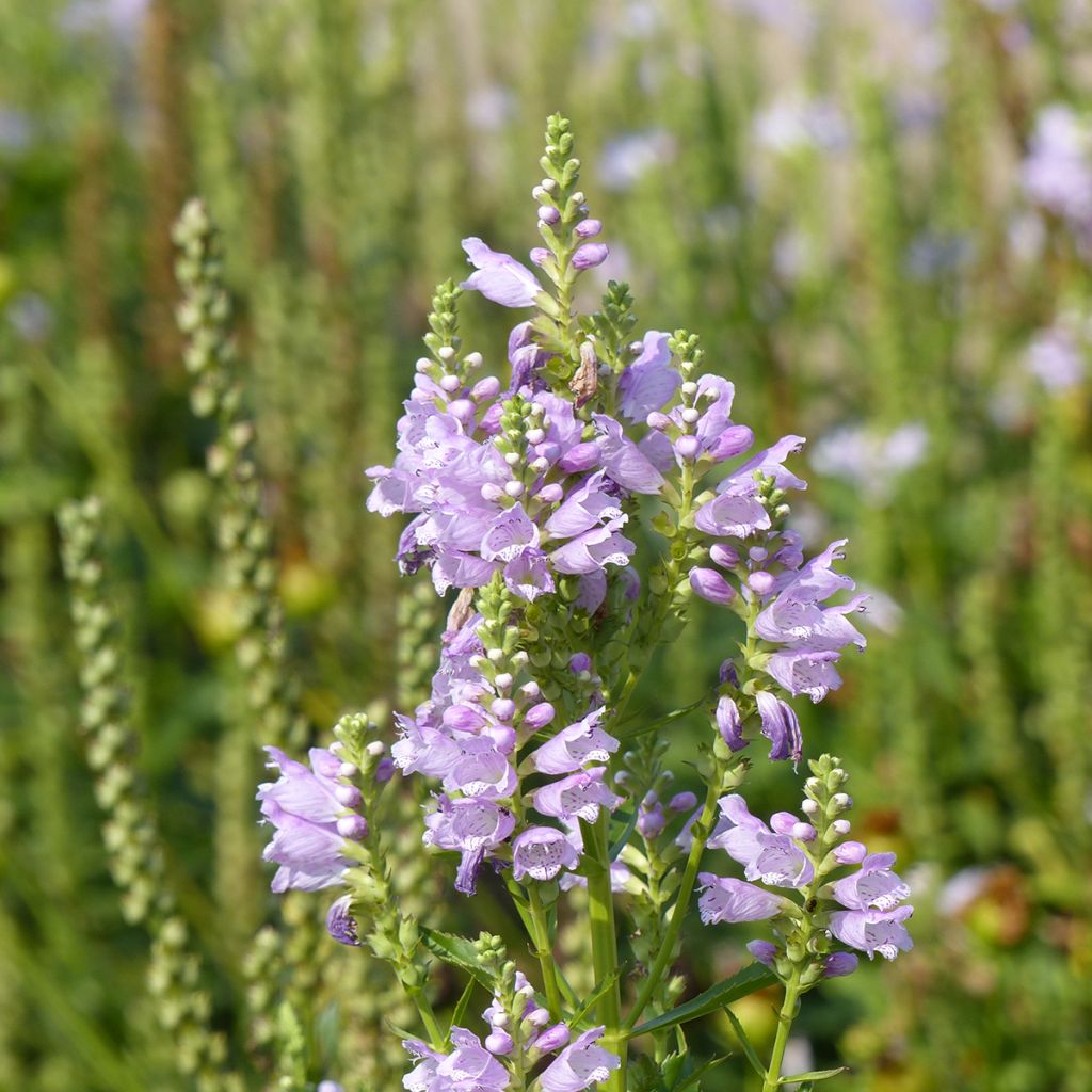 Physostegia virginiana Rosea (zaad) - Scharnierbloem