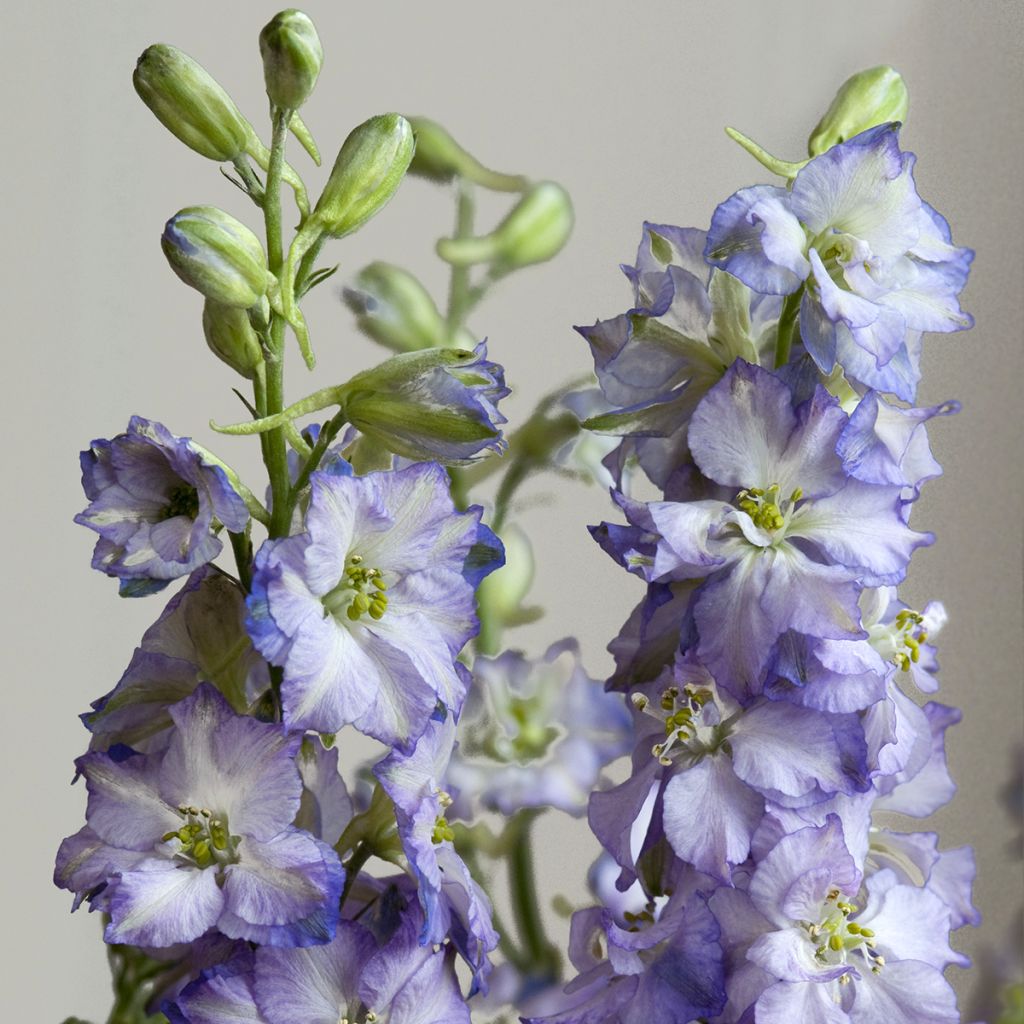 Delphinium elatum Fancy Purple Picotee (zaad) - Ridderspoor
