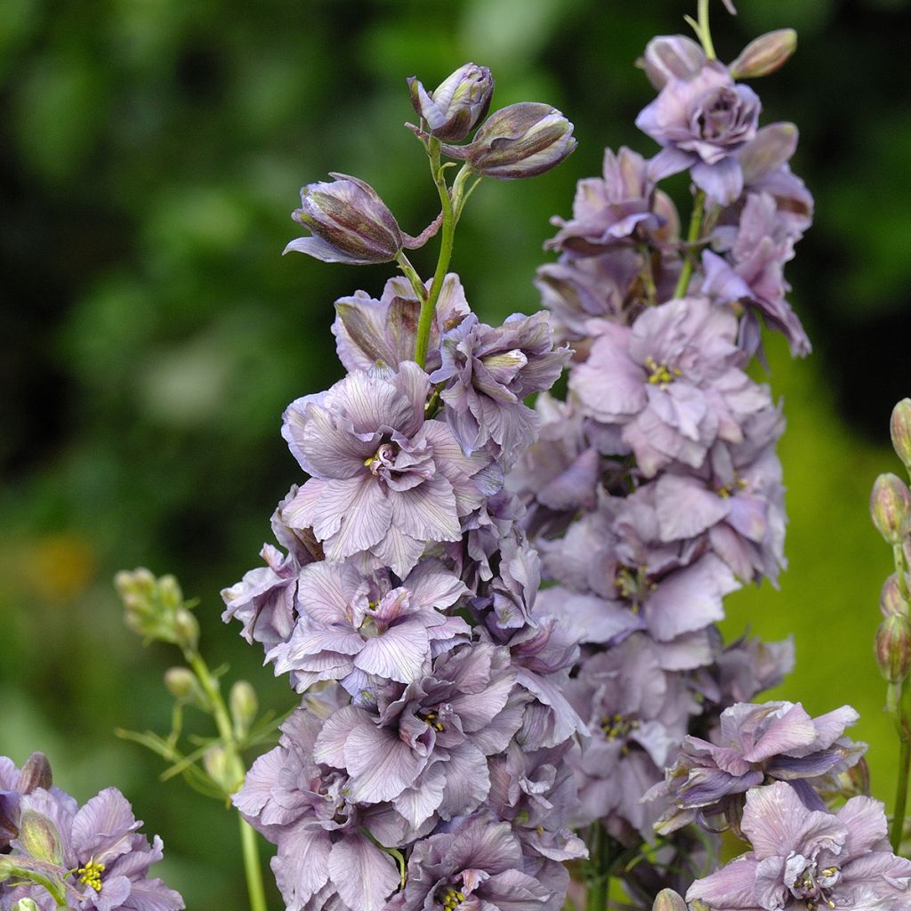 Ridderspoor Misty Lavender (zaad) - Delphinium consolida