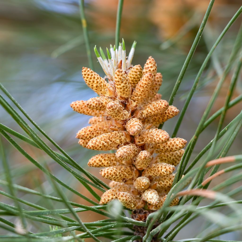 Pinus pinea (zaad) - Parasolden