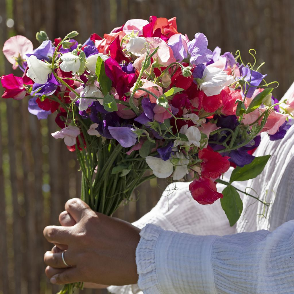 Lathyrus odoratus King Size Formula Mixture (zaad) - Siererwt