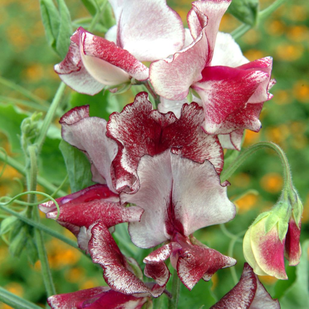 Lathyrus odoratus Spencer Mars (zaad) - Siererwt