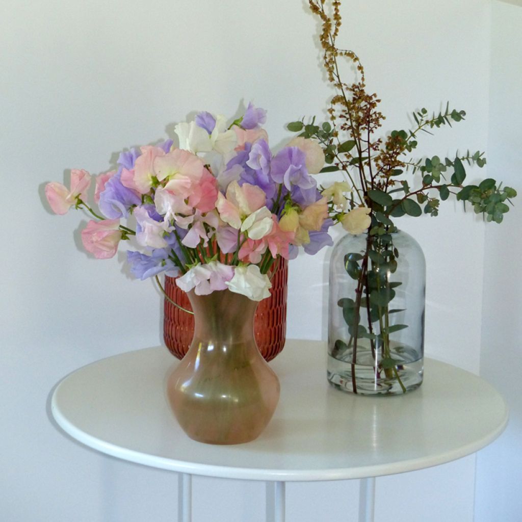 Lathyrus odoratus Spring Sunshine Above the Clouds Mix (zaad) - Siererwt