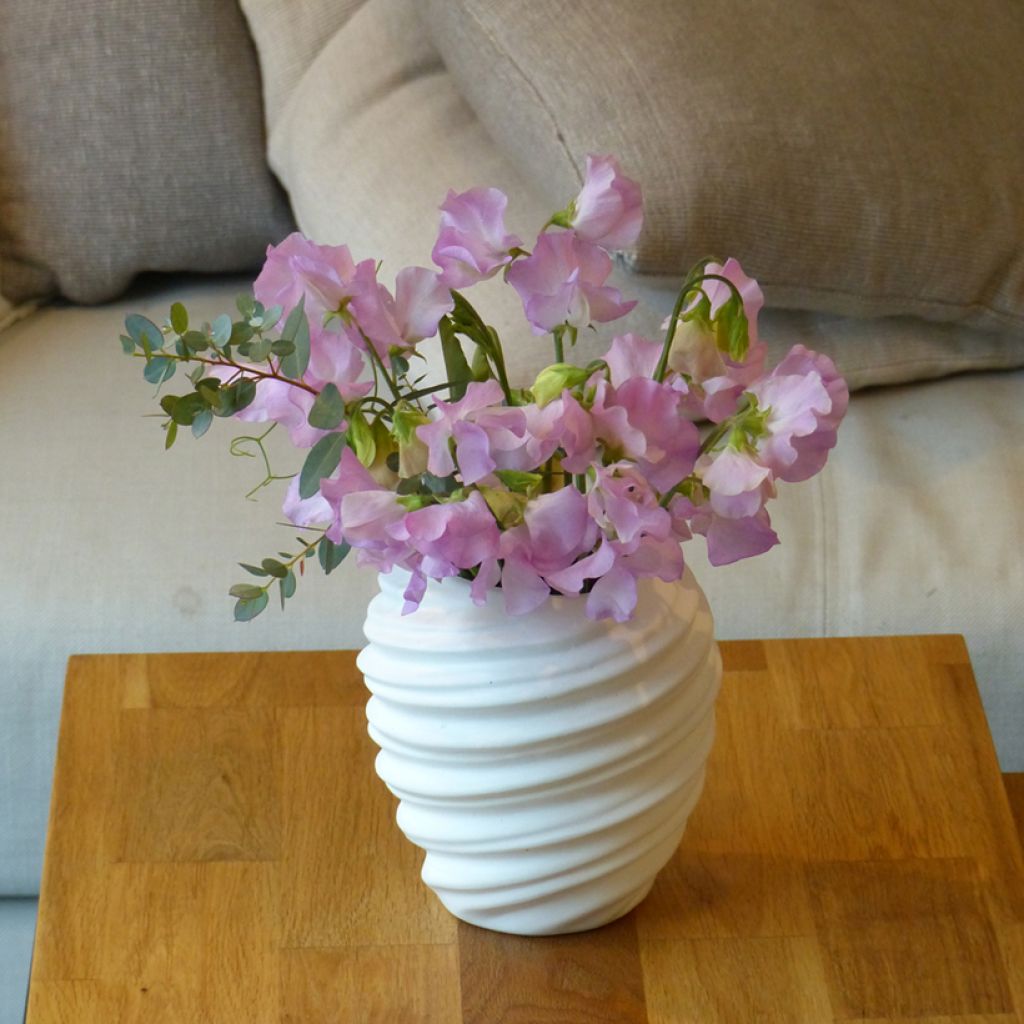 Lathyrus odoratus Winter Sunshine Opal (zaad) - Siererwt