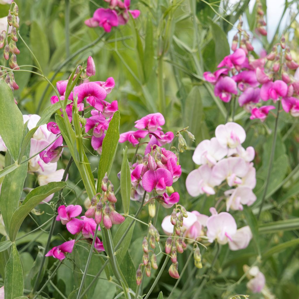 Lathyrus latifolius (zaad) - Wilde pronkerwt